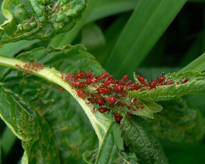 Red Aphids