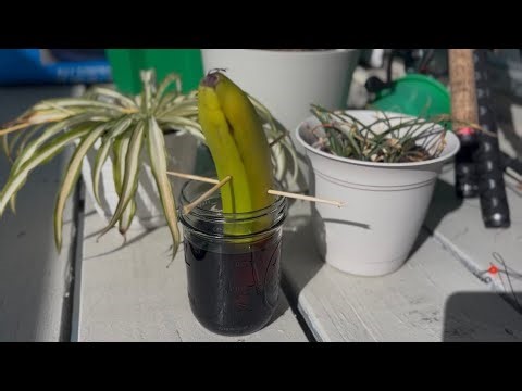 Growing a banana tree using COKE 👀 Check out how our climates progress the growth! #climate #feed