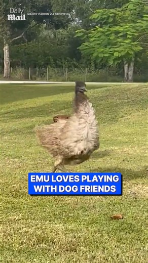 2.4M views · 37K reactions | The most unlikely best friends 殺 | Daily Mail Entertainment | Facebook