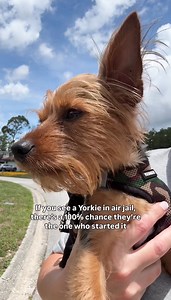 And it was probably with a dog 10x their size 😂 #yorkielove #yorkielife #yorkie #yorkiesofficial | Murph The Yorkie
