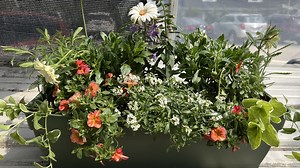 How to plant beautiful window boxes and containers like a pro