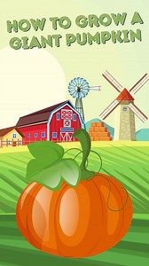 1K views · 23 reactions |  TIME TO GET GROWING  Request your seeds now  bit.ly/giantpumpkinseeds Our 2022 Giant Pumpkin Competition supported by Pillow Talk Australia will be judged on 12 February 2022. For your best chance at squashing the competition, you better get growing! Entries will open on 29 October 2021. | Ekka | Facebook