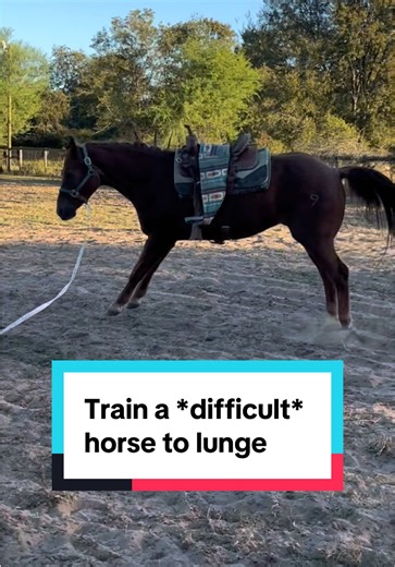 Have you ever had a horse that won’t lunge? #horsetraining #horsebackriding #horsemanship #equestrian #TikTokCreatorSearchInsightsIncentive