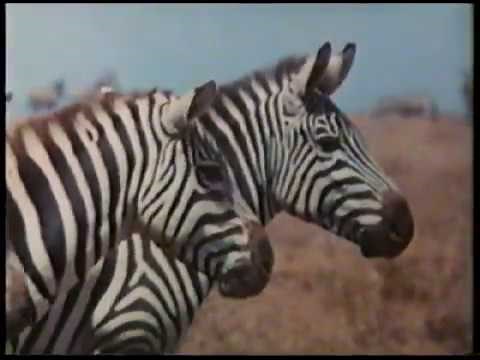 New Media Bible Genesis Project - 01 The Creation