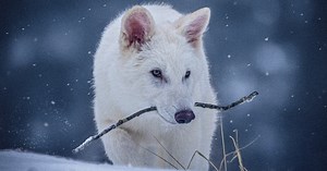 Long-Extinct Dire Wolf Is Successfully Brought Back to Life by Biotech Company