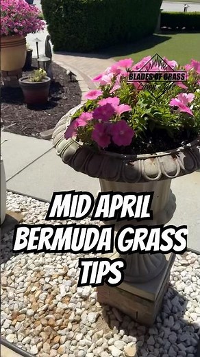 Mid April Bermuda Grass Tips #lawncare #bermudagrass #lawntips