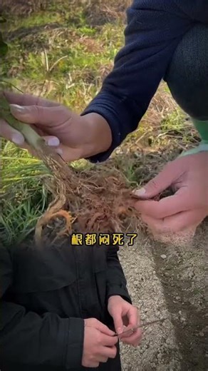 Master Your Vegetable Garden: Weed Control Tips for Beginners