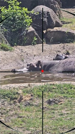 Hippopotamus hunting | Caccia all'ippopotamo | Nilpferdjagd