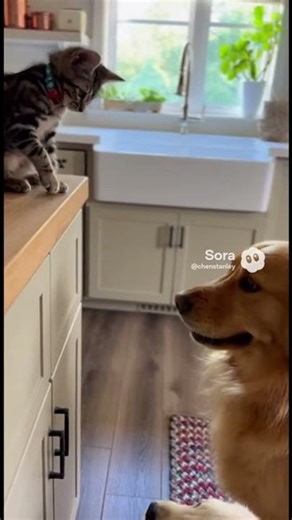 kitten smack the dog mom before puppy came in the room #puppy #cute #funny