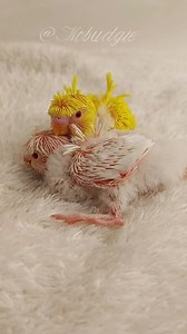 57K views · 1.3K reactions | Do you have favorite names that suit these wonderful brothers?樂 #budgies #birds #pets #budgienest #budgiebreeding #animallove #nest #everyone #Mobudgie #birdsname #بادجى #طيور_الحب #طيور_الزينة | Mo Budgie | Facebook