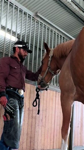 Exploring the Life of Horses in Mexican Ranches