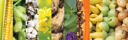 What GMO crops are currently available on the market? | GMO Answers