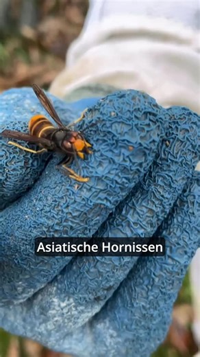 Landesverband Hessischer Imker on Instagram: "Warum Asiatische Hornissen ein Problem sind. Wie man Asiatische Hornissen erkennt. Und was ihr tun könnt, wenn ihr ein Nest entdeckt. Die Asiatische Hornisse, oder Vespa Velutina, ist eine invasive Art, die unser lokales Ökosystem extrem belasten kann und eine große Gefahr für Insekten darstellt. Zudem vermehren sich die Völker exponentiell.☣️ Zur Eindämmung werden die Nester daher entfernt. Das habe ich zusammen mit Nicole und Reinhard gemacht. Nico