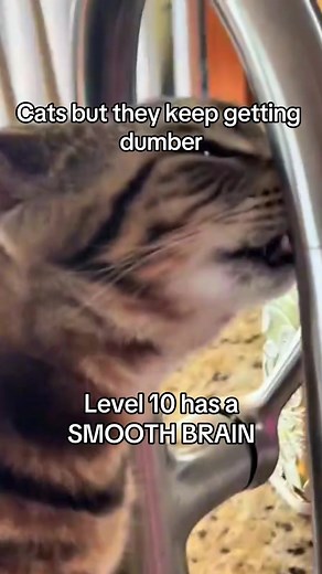 Funny Cat Levels Compilation | Silly Kitties