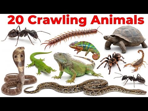Crawling Animals Name Snake to Caterpillar | Crawling Animals for Kids | Earthworm, Snake, Snail |