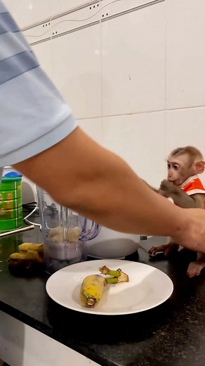 Monkey Bryan wants to eat banana milkshake 😋 #animal #monkey #babymonkey #animallovers #monkeylove | Monkey Icy