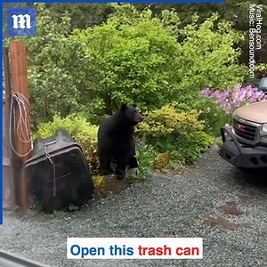 This hungry bear is trying its best to break into a bear-proof trash can! 😂 via ViralHog | Daily Mail Video