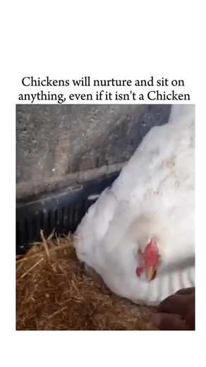 Excitbuzz on Instagram: "Chickens have an incredibly strong nurturing instinct, especially when a hen goes broody. Broodiness is a hormonal state where her body and brain fully switch into parenting mode, overriding logic and survival priorities. In this phase, a hen will sit on, protect, and care for almost anything that resembles eggs or triggers her maternal response. This can include golf balls, rocks, duck eggs, kittens, and even puppies. To her, shape and presence matter more than species.