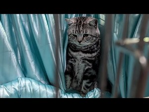 GCCF Supreme Cat Show 2024