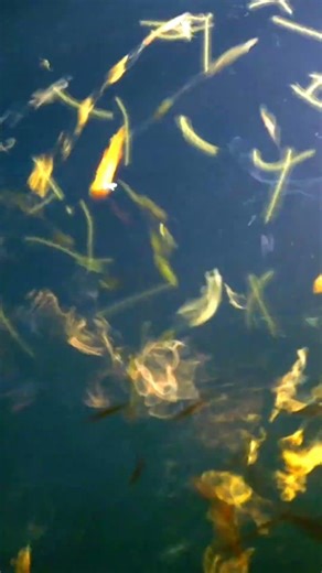 Lightning worms | Lizard Island (Palola viridis)