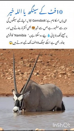 Meet the Gemsbok Amazing wildlife animal #gemsbok #naturefacts #wildlife #nature #shorts