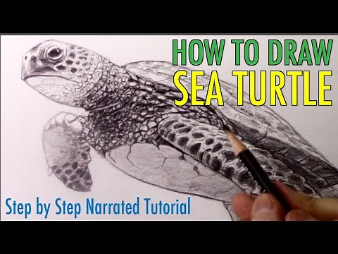 How to Draw a Sea Turtle