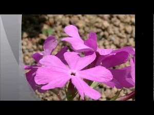 三方一両損：古今亭志ん朝