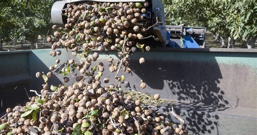 Walnuts: What a difference a year makes