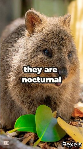 Meet the World's Happiest Animal: The Smiling Quokka!