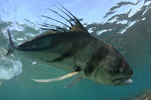 The Iconic Roosterfish Should Be on Every Angler's Bucket List