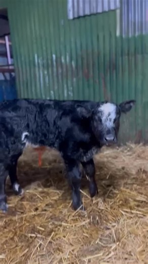 Dovea Genetics on Instagram: "Safari VD Strokij (BB2549) calves are impressing farmers all across Ireland! 🏆 This newborn Safari sired bull calf was bred by Seán O’Connor from a Limousin x dam! 🏅 From the same herd as the legendary Ronaldo, Safari is the perfect choice to breed stylish, muscular, coloured females! 🔹Very Fit, Mobile Bull with Super Legs & Feet and a Beautiful Head Massive Replacement Index of €112!"