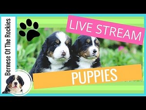 [LIVE] Bernese Mountain Dog Puppies 1 Week Old | Bernese Of The Rockies