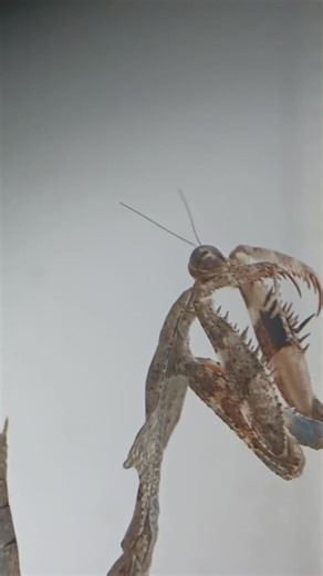 Praying mantises are often seen cleaning their arms because they are heavily on them for hunting and eating. Their front legs (called raptorial legs) are covered in tiny spikes and sticky pads that help them catch and hold onto prey. By cleaning their arms, mantises remove dirt, debris, and leftover food, keeping their limbs sensitive and ready for their next meal. This grooming behavior also helps prevent infection and ensures their hunting tools are always in top condition. #mantisfacts #manti