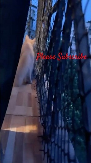Kiwi all set to hunt a real bird now | Funny cat moments #kitten #catshorts