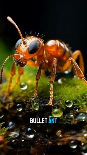 Deadliest insects you should avoid