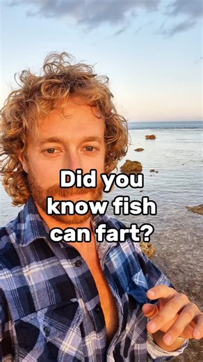 How do fish fart? Well, some fish fart from the digestion just like in humans. The bacterial breakdown of food in a fish’s gut can produce gases like methane or nitrogen. It can also be from the air in their swim bladder. Fish regulate buoyancy via their swim bladder, which may be release air bubbles through the anus or gills. The crazy story of scientists finding fish using these farting sounds as a for of communication is so wild. The Atlantic herring (Clupea harengus) produce a fast repetitiv