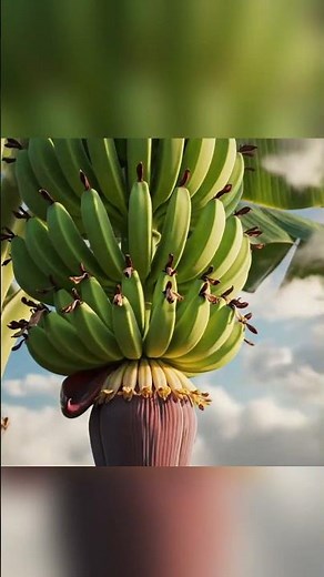 Complete Banana Growth Timelapse – From Flower to Fully Ripe Fruit #growagarden #bananatimelapse