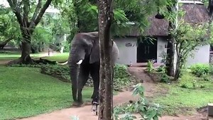 1.1K views · 107 reactions | Travel Beyond your Wildest Dreams! | Bench Africa | Facebook