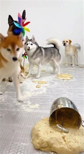Shiba Blob Barrage Mauls Lab Mixer!
