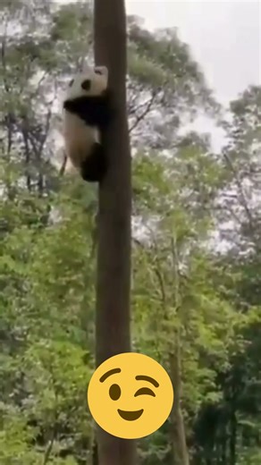 “When Nature Goes Wild 😂 Unexpected Funny Moments You Can’t Miss!” #FunnyMoments