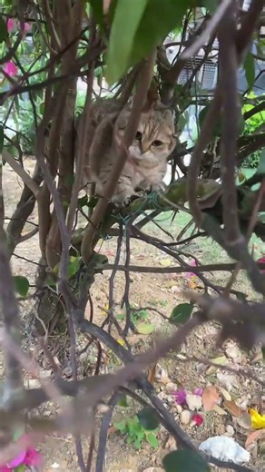 Kitty's Scorching Escape: Near Fire Disaster