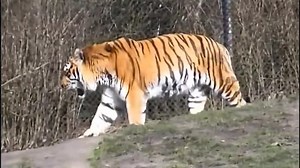 Baby Shakespeare's Book of Words (Original Version)