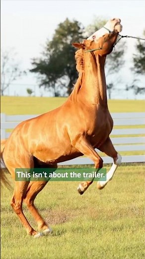Pat Parelli Solves a Dangerous Horse in Minutes