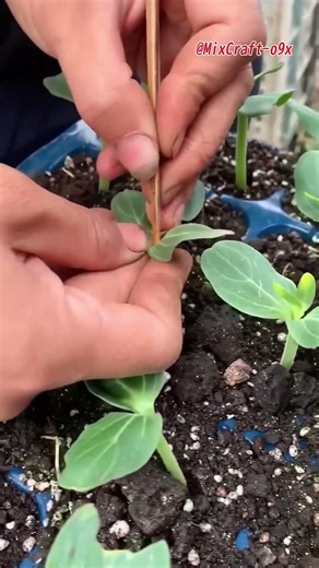 Grafting watermelons onto pumpkins: Boosts growth but may change taste and ripening #mixcraft
