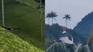 Así se vivió el mágico avistamiento del cóndor de los Andes en el Quindío, una escena que sorprendió a turistas