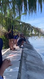 1.3K reactions · 195 shares | Pagi ini seekor buaya menampakkan diri berenang di pesisir Pantai Bahari Polewali Minggu (18/05/25). Sementara disaat yang sama tak jauh dari lokasi, ratusan pengunjung sedang bersantai dan berenang di pesisir pantai. Siapa amo nacari ..?  Hati-hatiki mie'⚠️ #polman_update #buaya #buayapolewali | Polman Update | Facebook