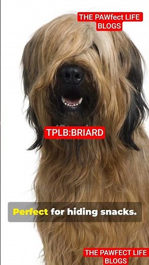 " BRIARD: A Large french herding dog breed known for its loyalty." #briard #french #unitedstates