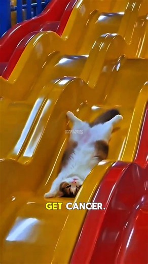 The Heartbreaking Truth About Cats With Cancer