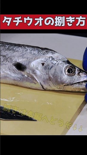 【簡単さばき方】タチウオを捌いて炙り刺身を塩で #釣り #太刀魚