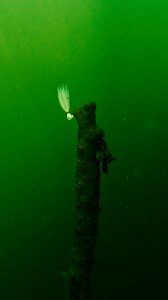 The ultimate versatility bait.. 🔥💯 (Featured Product - VMC Hooks Bucktail Jig) | Wired2Fish